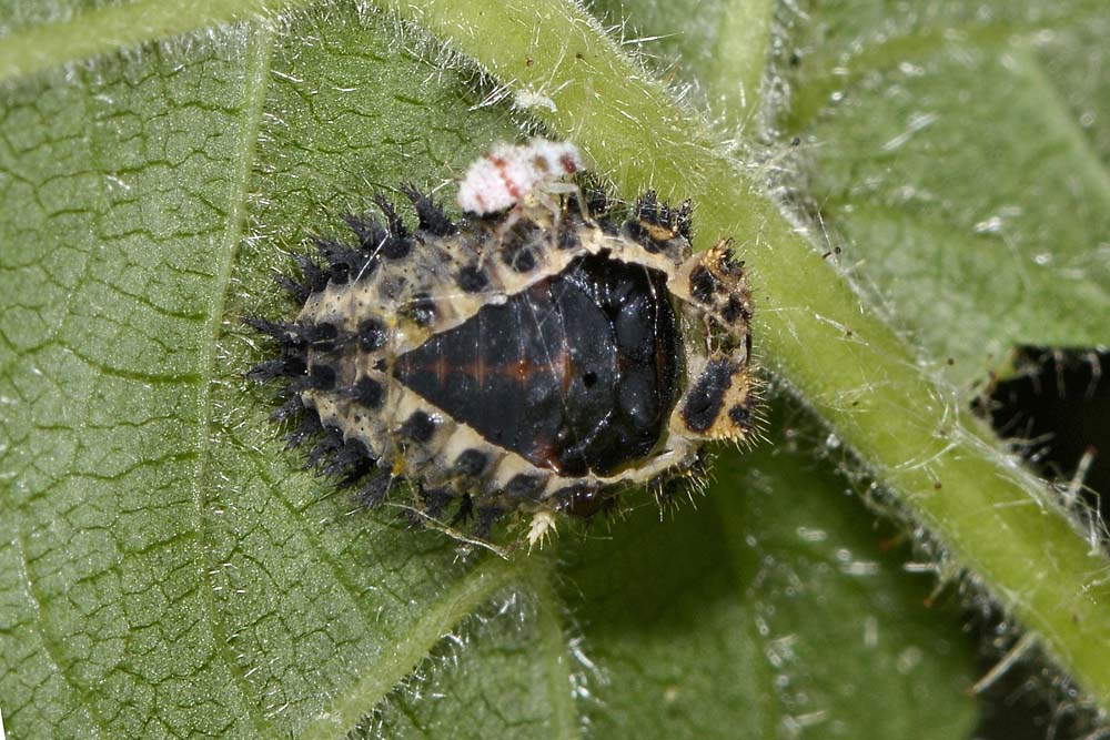 Exochomus quadripustulatus, Coccinellidae